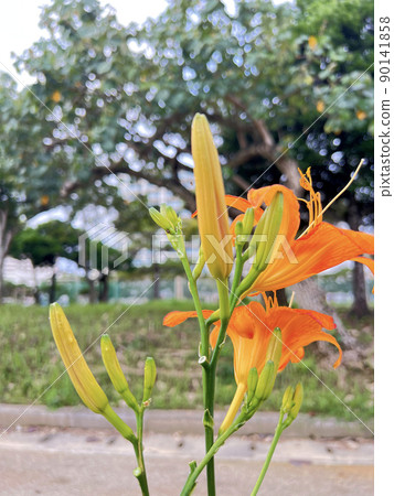 沖繩那霸市公園盛開的黃花菜（傳統沖繩蔬菜） 90141858