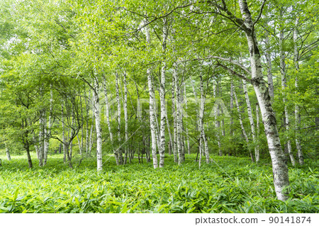 戰場原的夏日風景 90141874