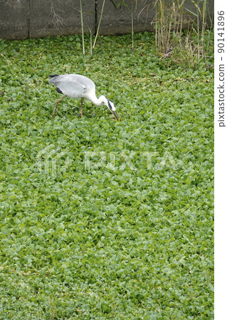 A gray heron that caught a crayfish in a swamp 90141896