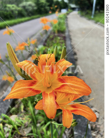 沖繩那霸市公園盛開的黃花菜（傳統沖繩蔬菜） 90141900