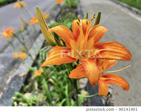 沖繩那霸市公園盛開的黃花菜(傳統沖繩蔬菜) 沖繩那霸市公園盛開的黃花菜(傳統沖繩蔬菜) 90141901