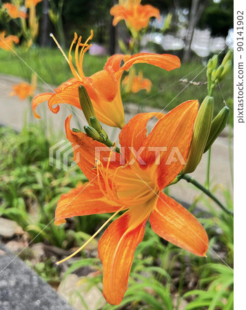 Flowers of daylily (traditional Okinawan vegetables) blooming in a park in Naha city, Okinawa 90141902