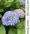 繡球花在早上 90142144