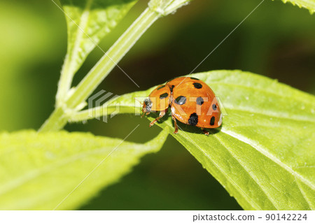 黑尾Tento 黑尾Tento 90142224