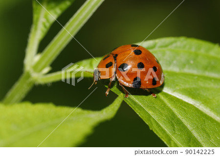 黑尾Tento 黑尾Tento 90142225