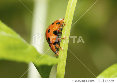 黑尾Tento 黑尾Tento 90142226