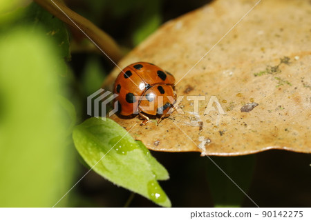 Black-tailed Tento 90142275