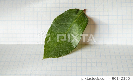 One green rose leaf on a piece of paper in a checkered shade from the sun, close-up 90142390