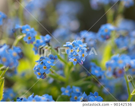 開花Wasenegusa 90142536