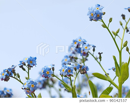 開花Wasenegusa 開花Wasenegusa 90142537