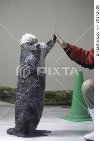 [5月，三重縣鳥羽市]鳥羽水族館的高五海獺用餐時間 90142680