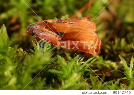 Creatures, insects, Atokihamaki, and males. In late May, jump out of the undergrowth of the forest and land on the moss ground. Creatures, insects, Atokihamaki, and males. In late May, jump out of the undergrowth of the forest and land on the moss ground. 90142740