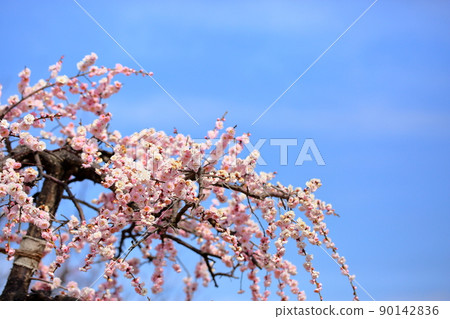 淡粉色的梅花 垂枝梅 90142836