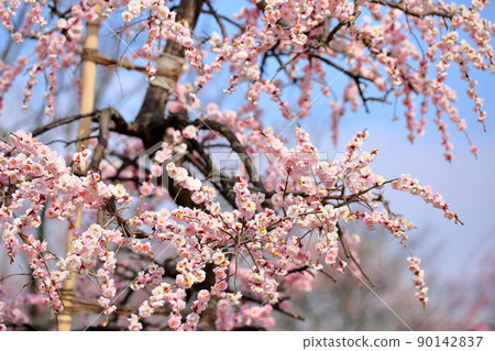 淡粉色的梅花 垂枝梅 90142837