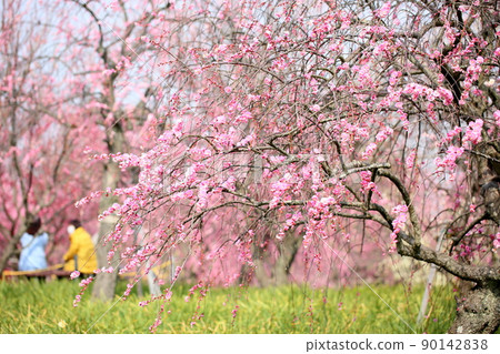 淡粉色的梅花 垂枝梅 90142838
