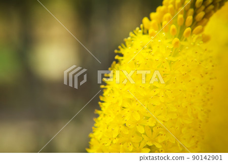 Bourbonella flowers Bourbonella flowers 90142901