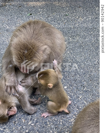 Parent and child of monkey Parent and child of monkey 90142942