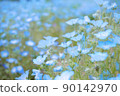 Nemophila 90142970