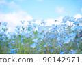 Sky and Nemophila 90142971