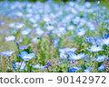 Nemophila 90142972