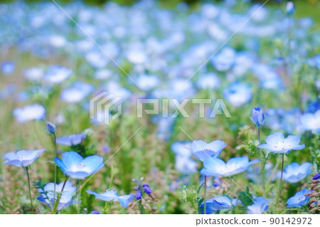 Nemophila Nemophila 90142972