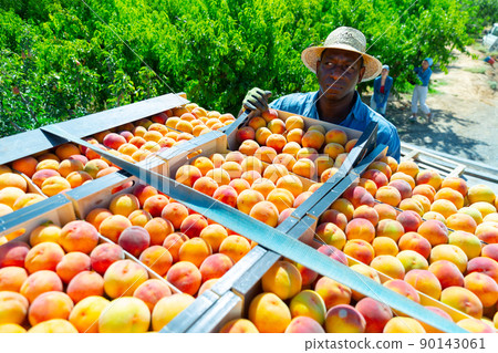 African american farmer stacking crates with harvested peaches in garden 90143061