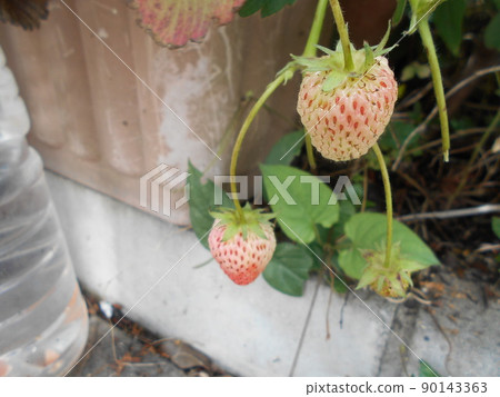 Strawberry Strawberry 90143363