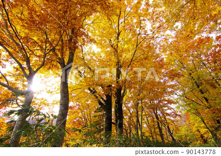 Beech group Beech group 90143778