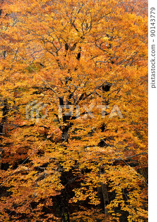 The momentum of the giant tree The momentum of the giant tree 90143779