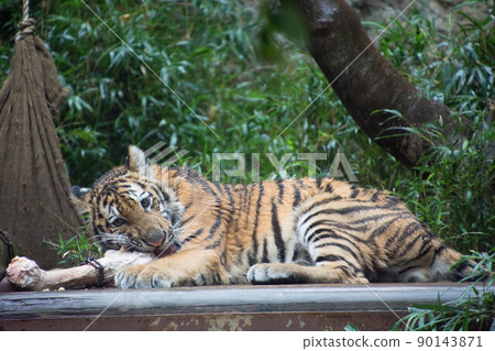 咬骨頭的孩子 90143871