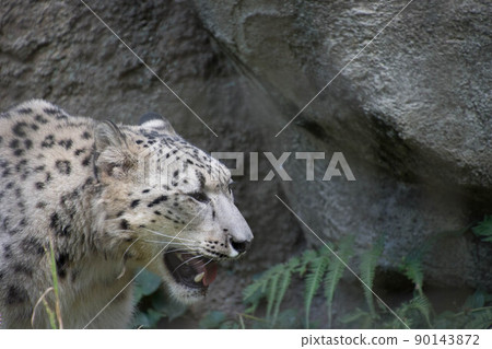 雪豹 90143872