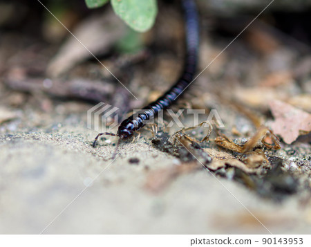 Millipede walking on a stone Millipede walking on a stone 90143953