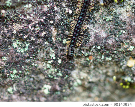 Millipede walking on a stone 90143954