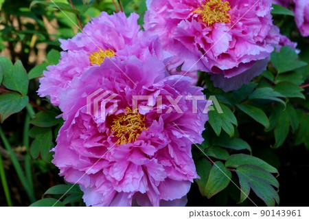 Purple peony flower, elegant large flower, Moka Inoue Park Purple peony flower, elegant large flower, Moka Inoue Park 90143961