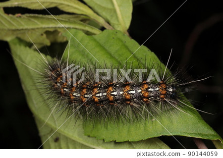 Creatures Insects Morus alba Hitori, the last-instar larva of about 5 cm. It is non-toxic but damages fruit trees and garden trees. 90144059