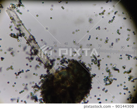 含有大量孢子的泡盛曲霉 含有大量孢子的泡盛曲霉 90144309