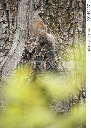 Ezoris no Mori 90144497