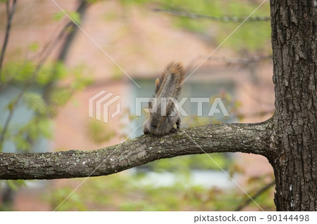 Ezoris no Mori Ezoris no Mori 90144498