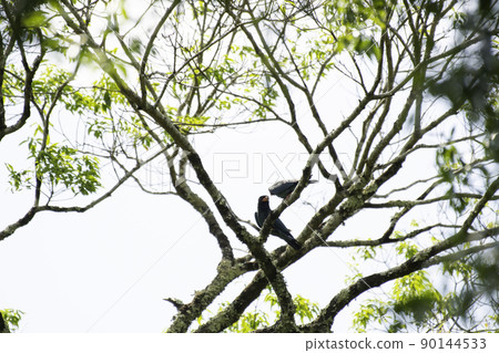 Dollarbird courtship feeding 90144533