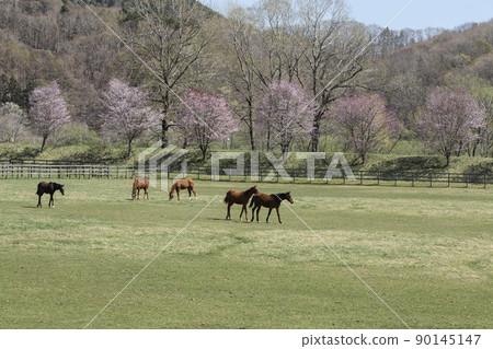 早春牧場 90145147