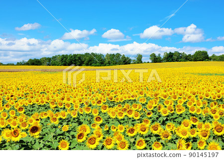 Hokkaido summer blue sky and sunflower landscape 90145197