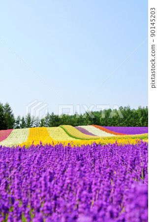 Lavender field of Furano, Hokkaido Lavender field of Furano, Hokkaido 90145203