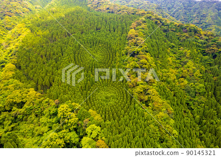 Drone photography of the forestry test site of Obi cedar in Nichinan City, Miyazaki Prefecture, which is said to be a crop circle Drone photography of the forestry test site of Obi cedar in Nichinan City, Miyazaki Prefecture, which is said to be a crop circle 90145321