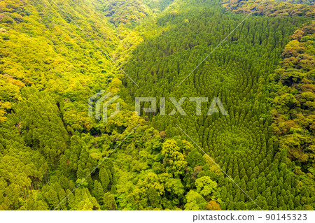 Drone photography of the forestry test site of Obi cedar in Nichinan City, Miyazaki Prefecture, which is said to be a crop circle 90145323
