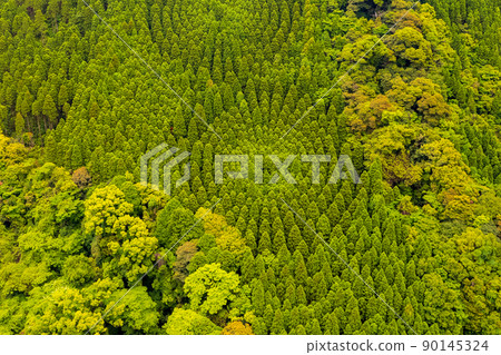 Drone photography of the forestry test site of Obi cedar in Nichinan City, Miyazaki Prefecture, which is said to be a crop circle 90145324