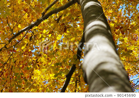 Autumn leaves umbrella Autumn leaves umbrella 90145690
