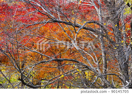 枯枝的動量 90145705