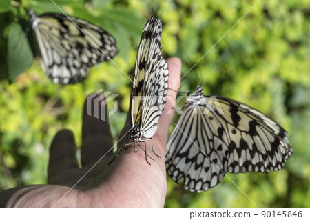 手中的蝴蝶 90145846
