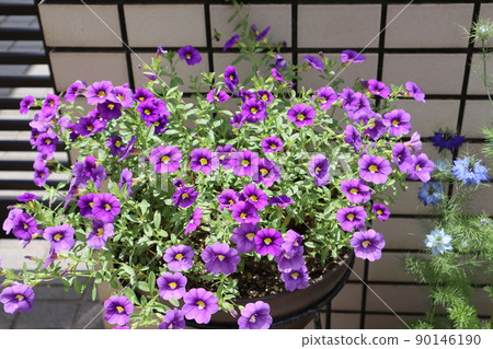 Calibrachoa in front of the entrance 90146190