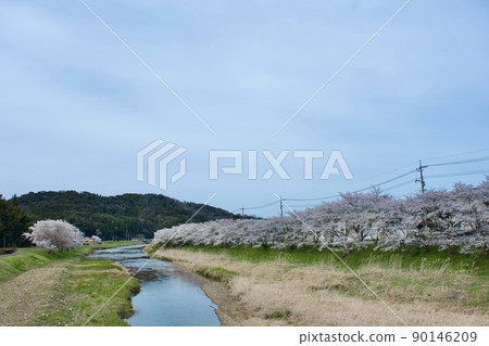 A row of cherry blossom trees along the lonely river on a cloudy day A row of cherry blossom trees along the lonely river on a cloudy day 90146209